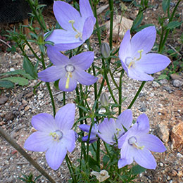 Bellflower, Chimney Blue